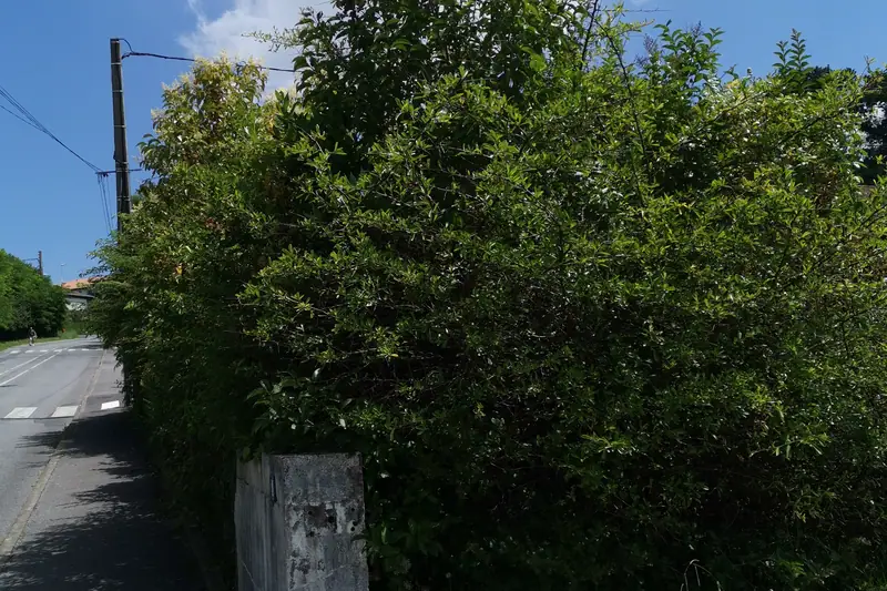 Haie dense avant taille le long d’une propriété